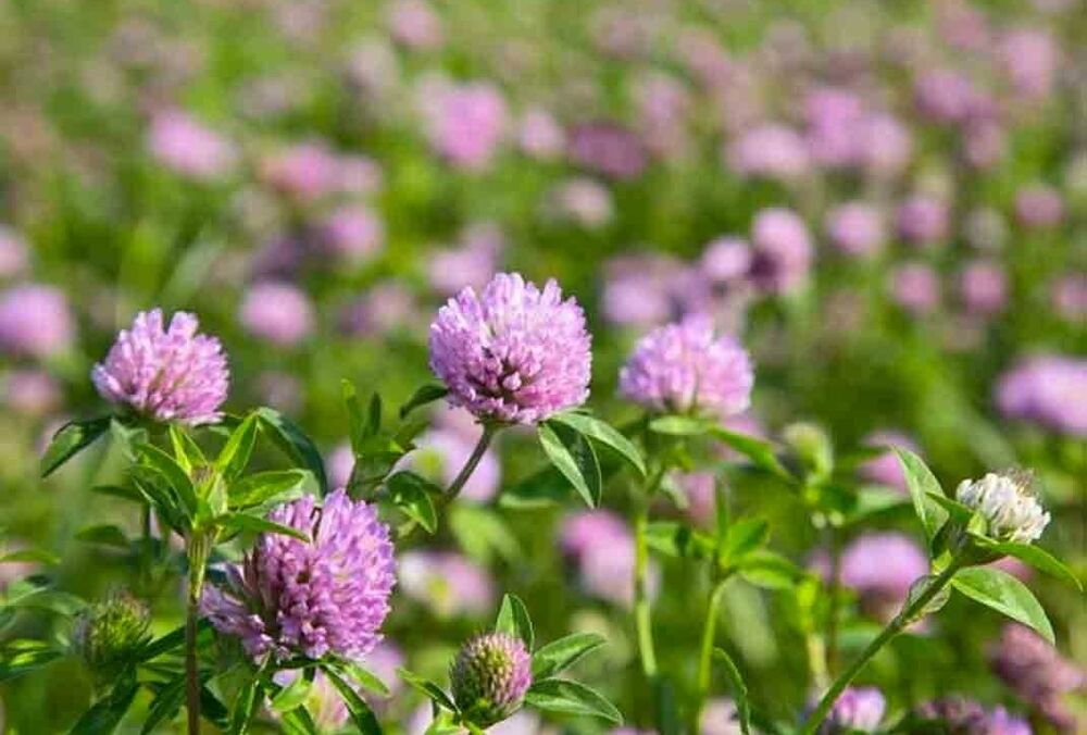 Прогноз спеки: де температура підніметься найвище