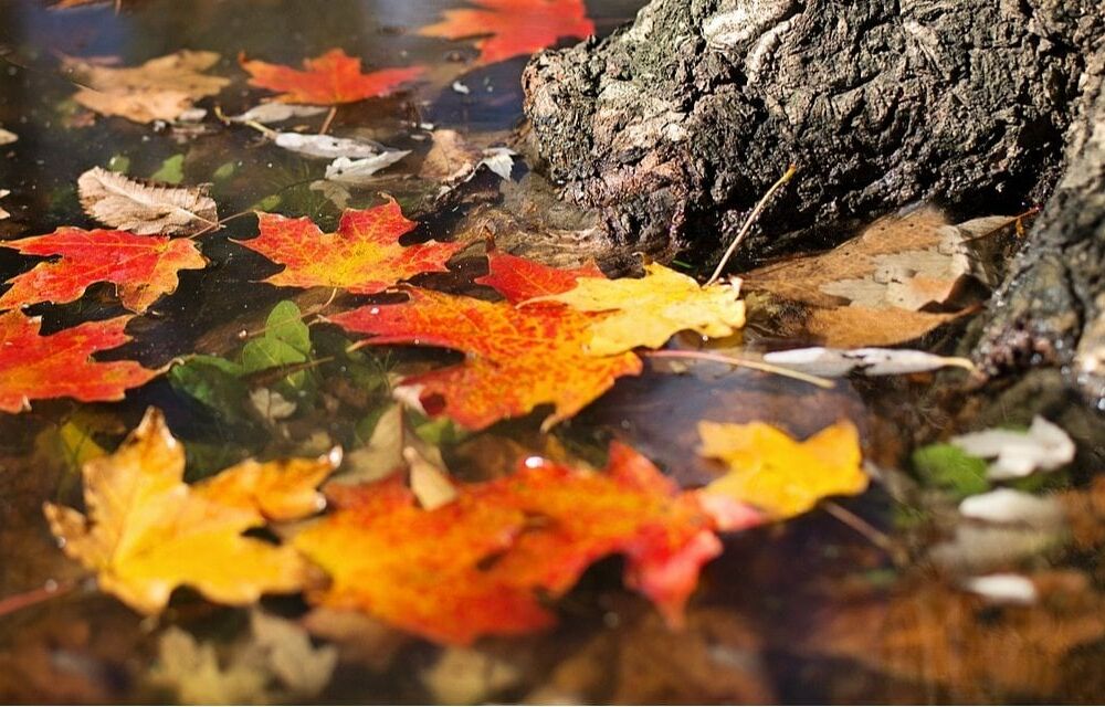 Синоптики сообщили, какая погода ожидается в октябре