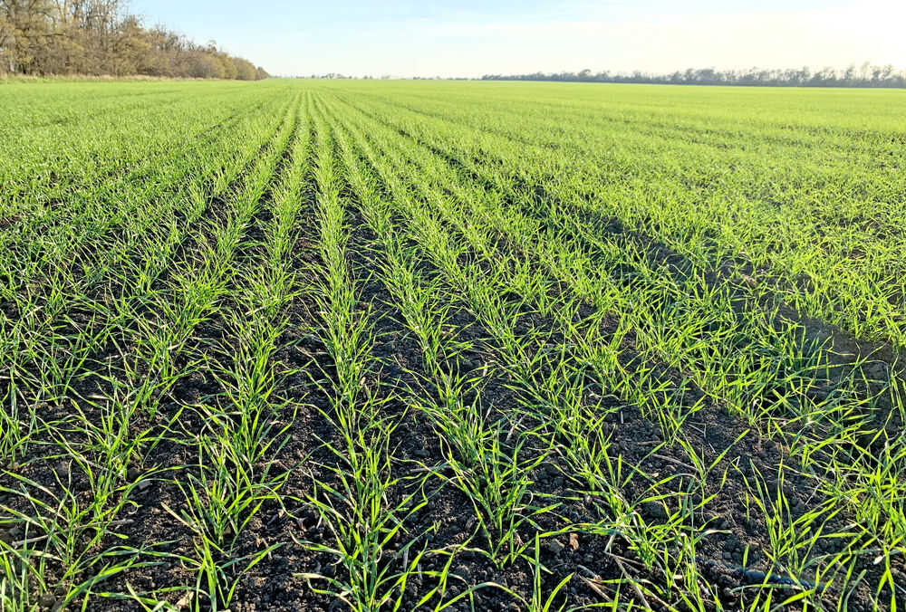 Чотири області України завершили сівбу озимих культур