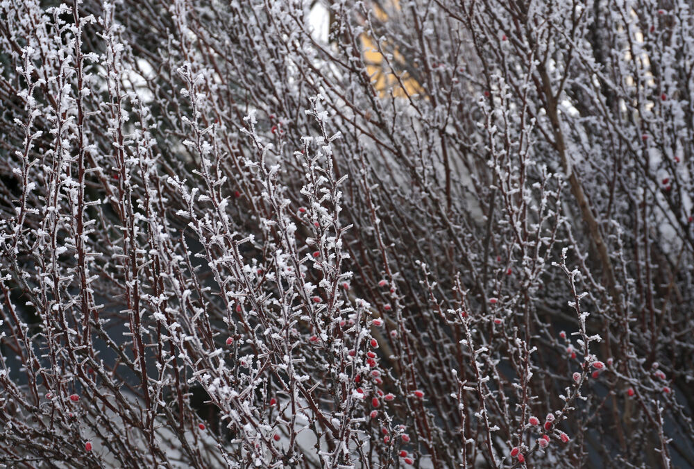В Украину пришли первые заморозки: какая погода будет в ближайшие дни