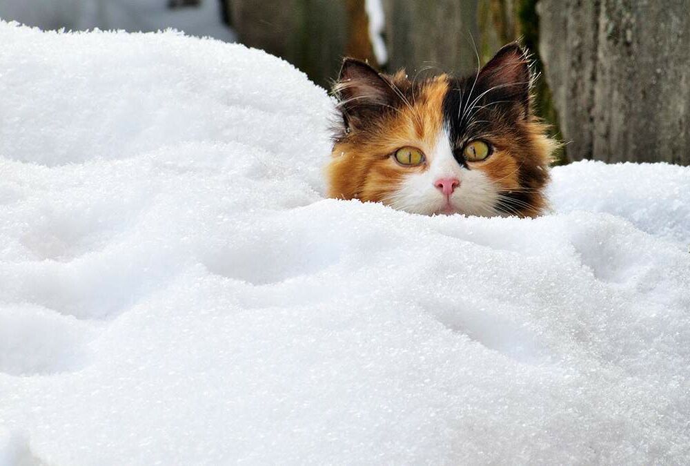 Сніг та температура до +6: прогноз погоди в Україні.