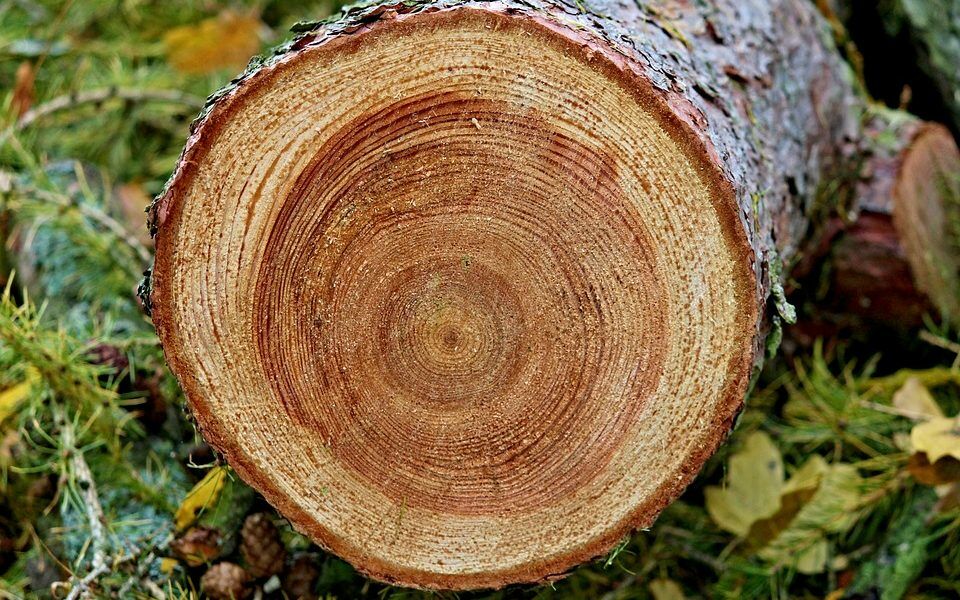 Годичные кольца деревьев: использование данных годичных колец для расчета связывания углерода