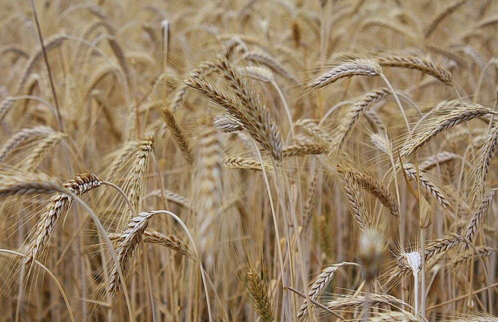 Україна налагодила альтернативні маршрути для доставки продовольства