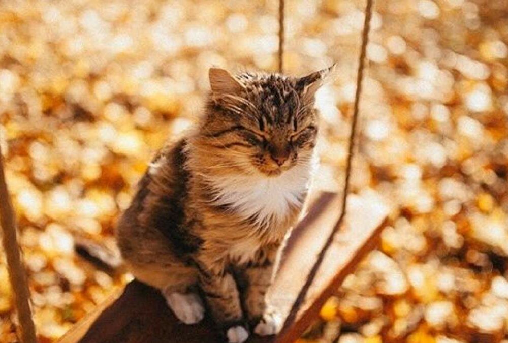 Погода в Украине: где ударят морозы Погода в Украине: где ударят морозы