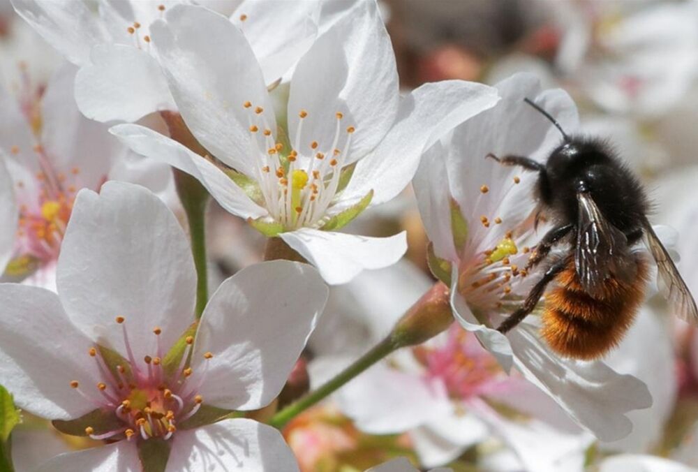 Зима закінчилася: синоптики розповіли, якою буде погода до кінця весни