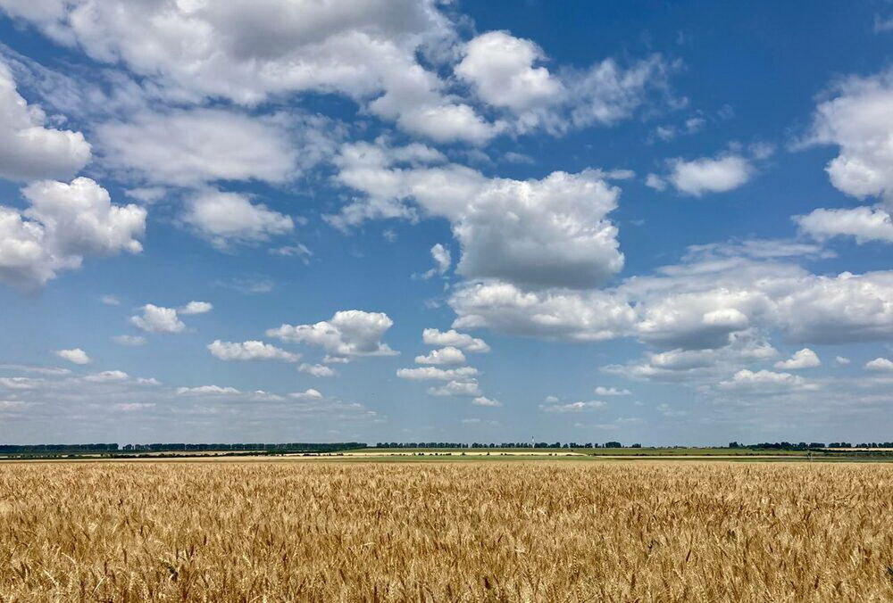 Как Кремль срывал зерновое соглашение: разведка опубликовала секретный доклад