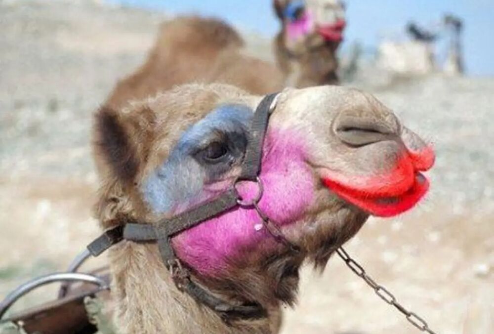 У Саудівській Аравії з конкурсу краси зняли 40 накачаних ботоксом верблюдів