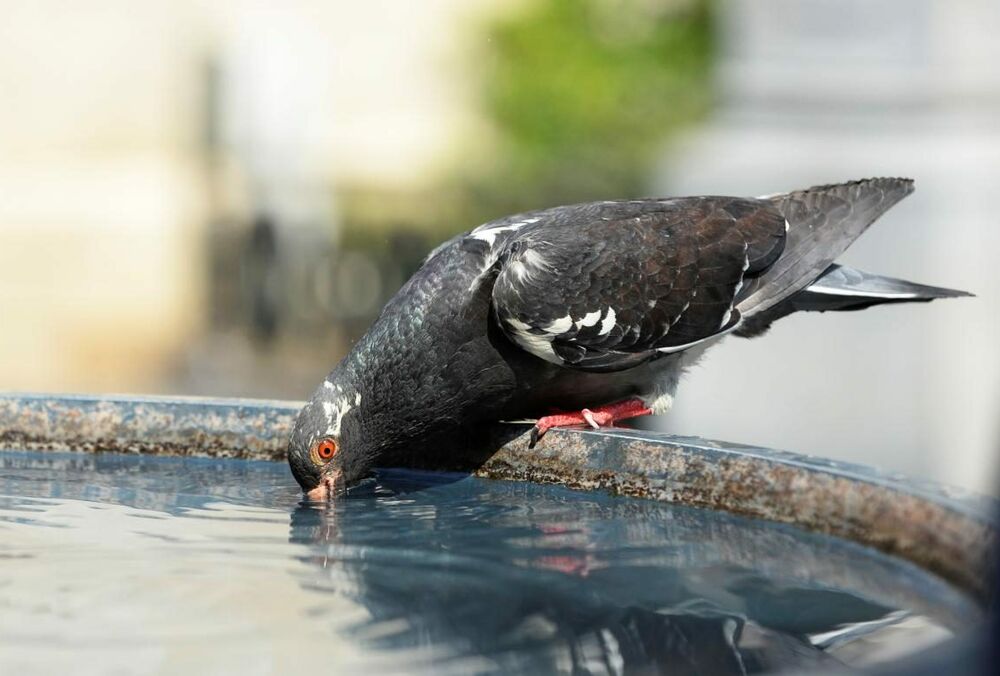 Спека до +34: прогноз погоди в Україні