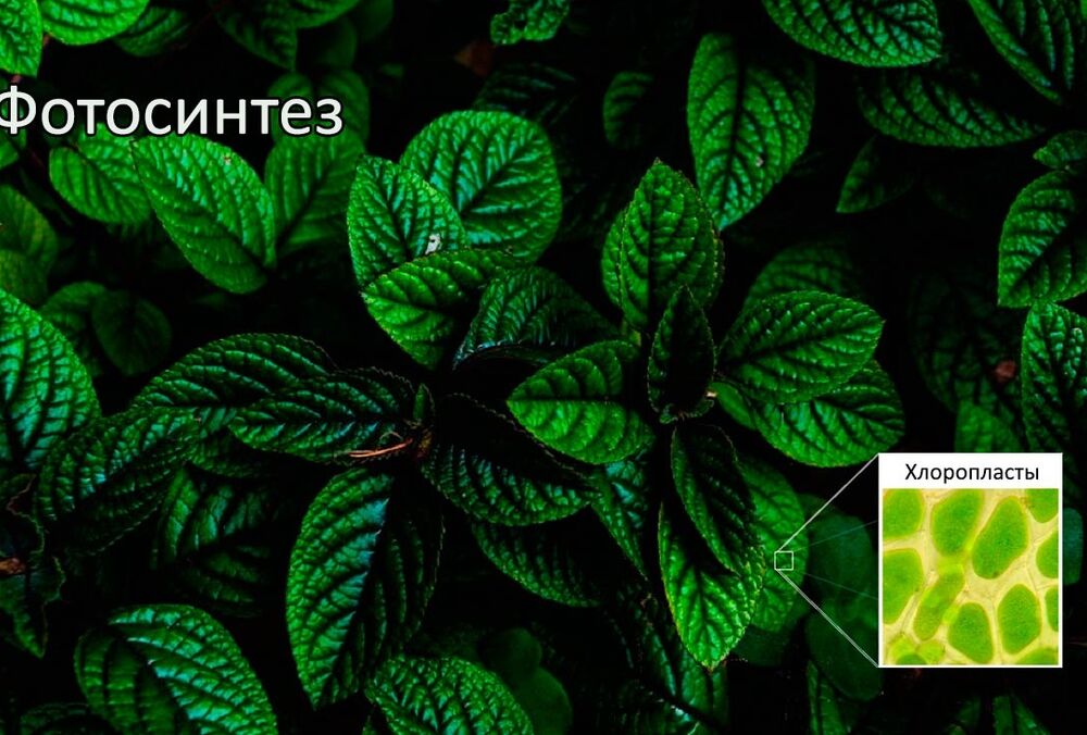 Як працює фотосинтез - основний процес на Землі, що забезпечує життя