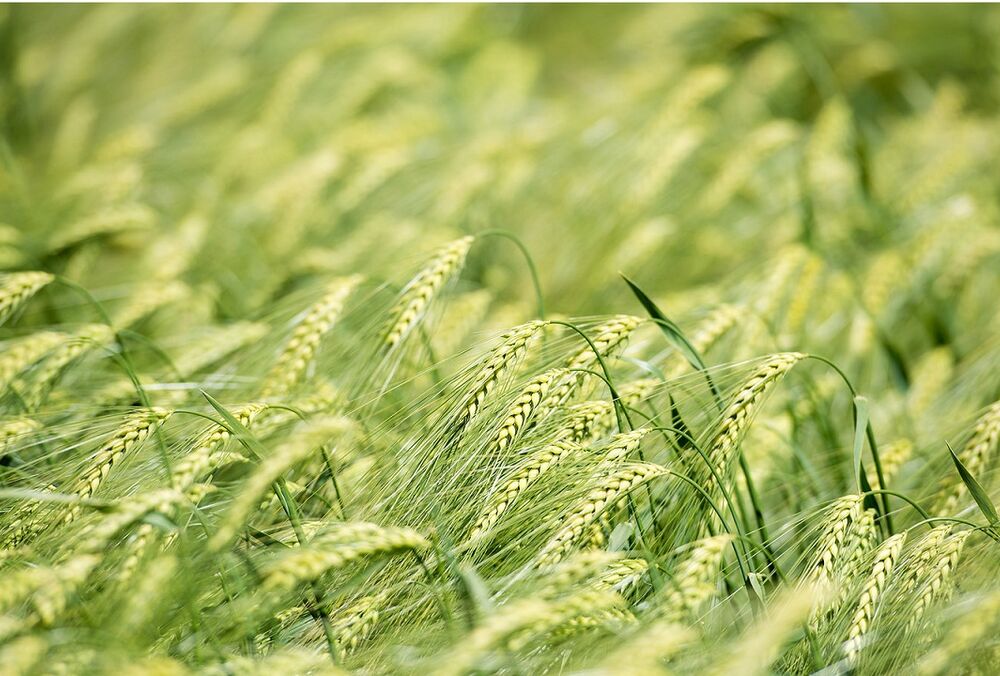 Украинские аграрии завершили сбор пшеницы, гороха и ячменя