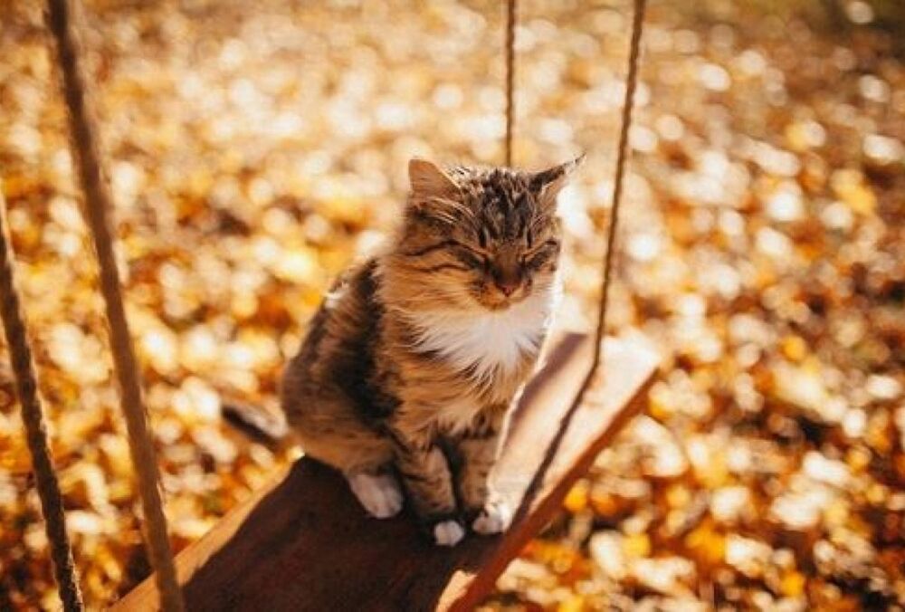 Кінець бабиного літа: в Україні поступово холоднішає