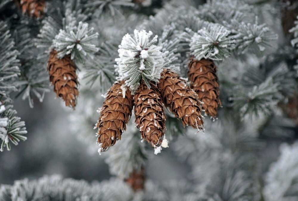 Синоптики спрогнозировали погоду в Украине на декабрь