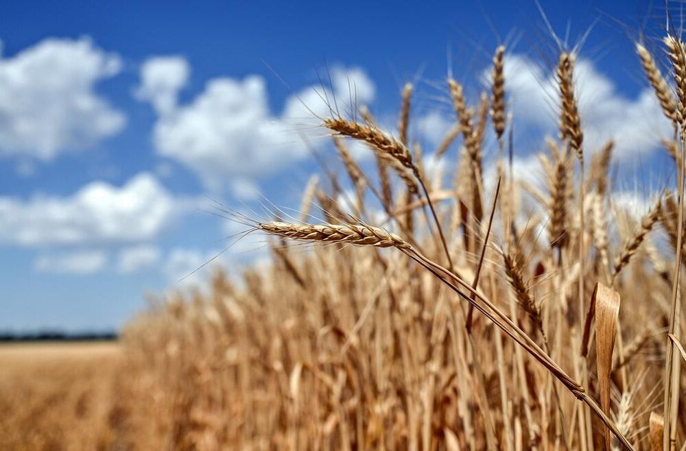 Низка країн ЄС вимагають ввести мито на українське зерно