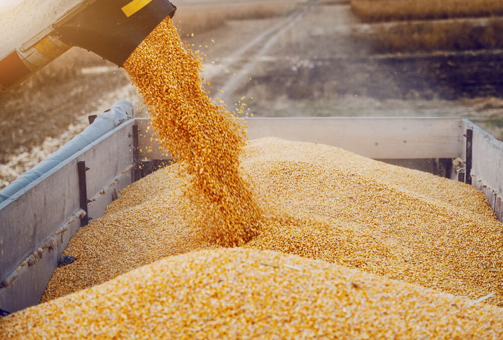 Росія вкрала в Україні пшеницю на 1 млрд доларів, - Bloomberg