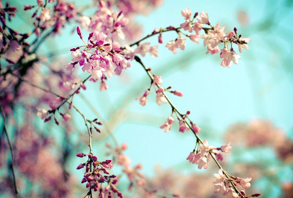 Украину накроет весенним теплом: синоптик назвал области с аномальными температурами