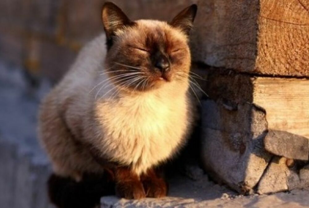 Прогноз синоптиков: в Украине резко потеплеет