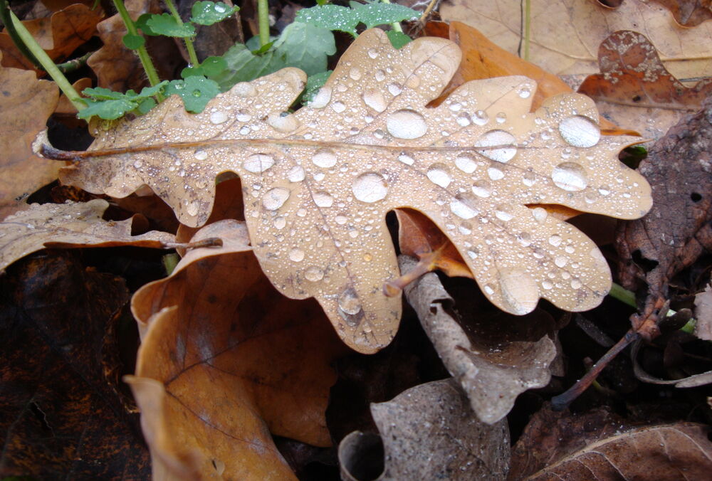 Дожди и плюсовые градусы: прогноз погоды в Украине
