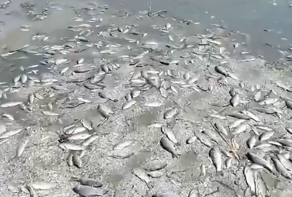 В Минздраве предупредили об угрозе распространения опасной болезни из-за подрыва Каховской ГЭС