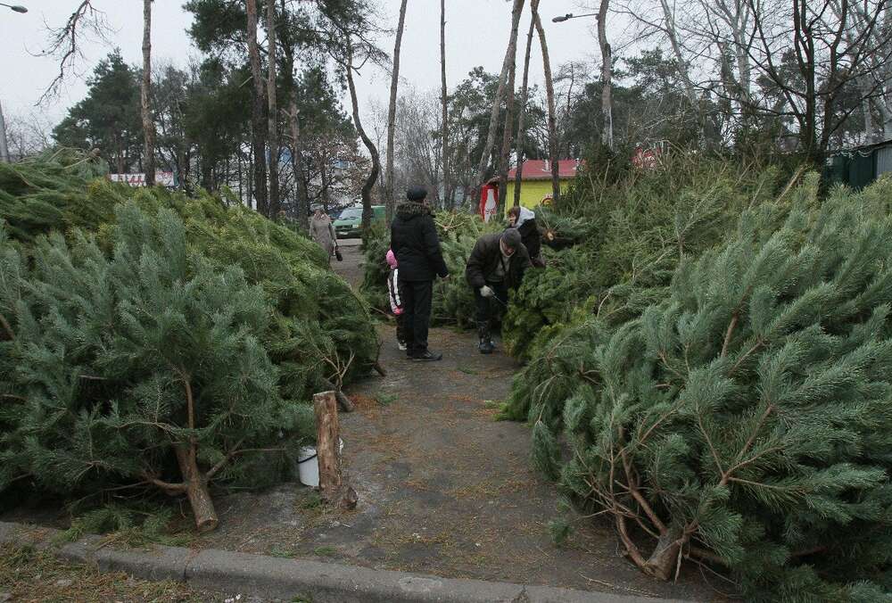 В Одесской области начали продавать первые елки к Новому году