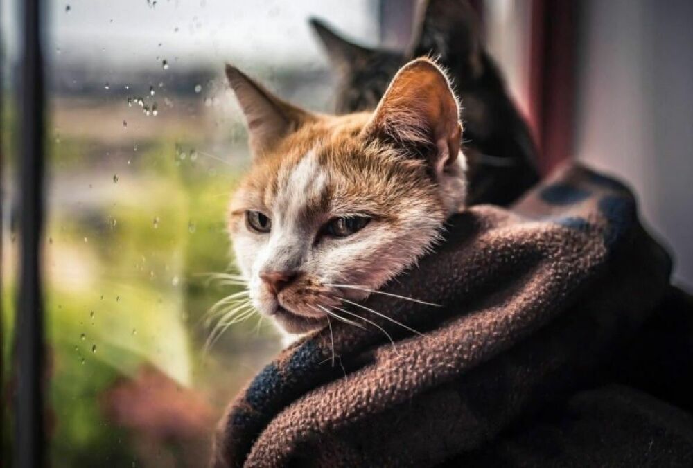 Погода в Україні: де сьогодні похолодає