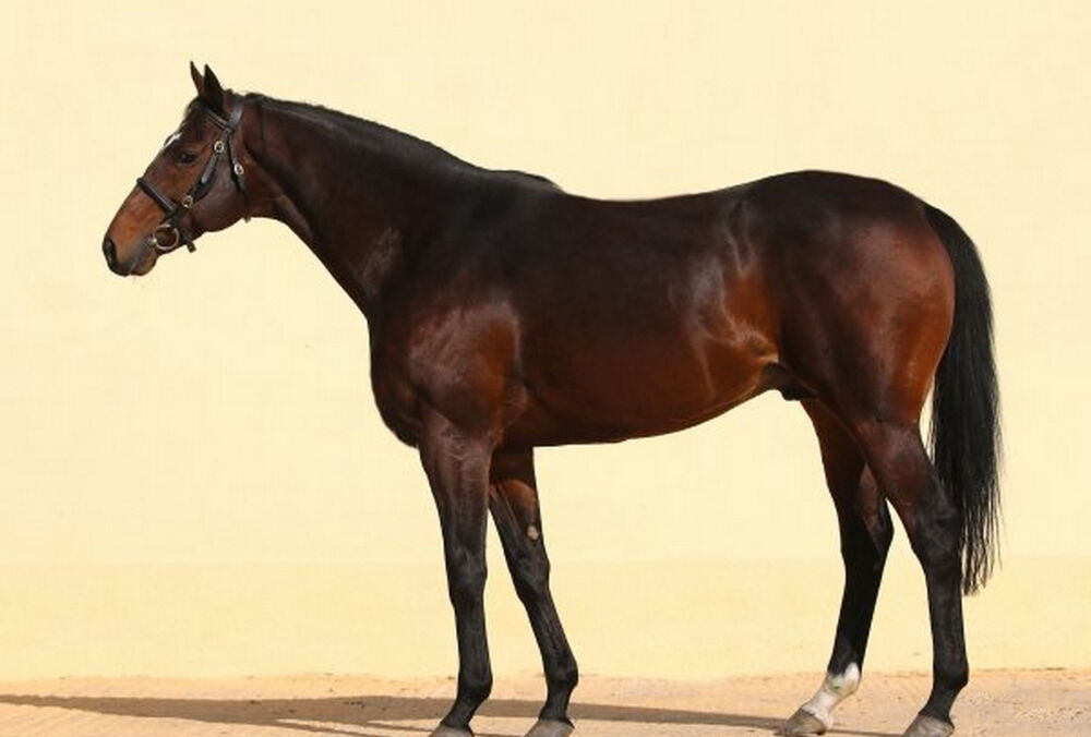 У Кадирова в Чехії вкрали коня