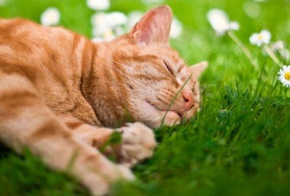 Прогноз синоптиков: неделя начнется с тепла, но не для всех Прогноз синоптиков: неделя начнется с тепла, но не для всех