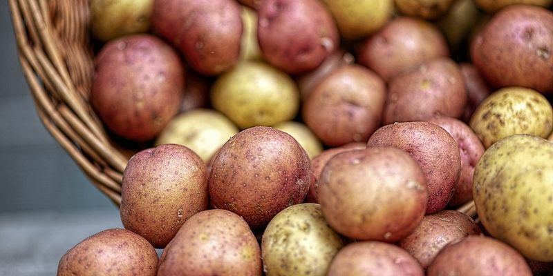 Україна збільшила експорт картоплі: названі передумови успіху