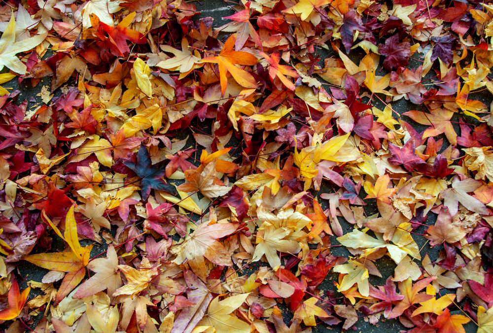 Настоящая осень: в Украине похолодает и пройдут дожди