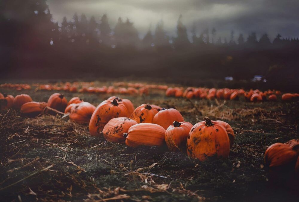 Хэллоуин на пороге: как вырезать тыкву — свежие идеи и советы