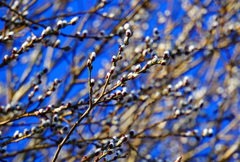 Солнечный прогноз: какой будет погода в первый день весны