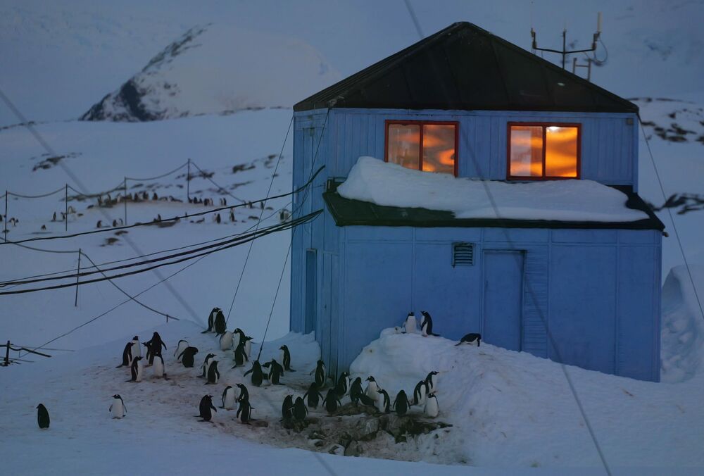 На станцию Вернадского возвращаются на гнездование пингвины