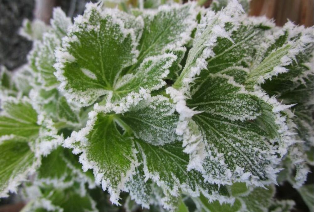 В Украину ворвутся заморозки