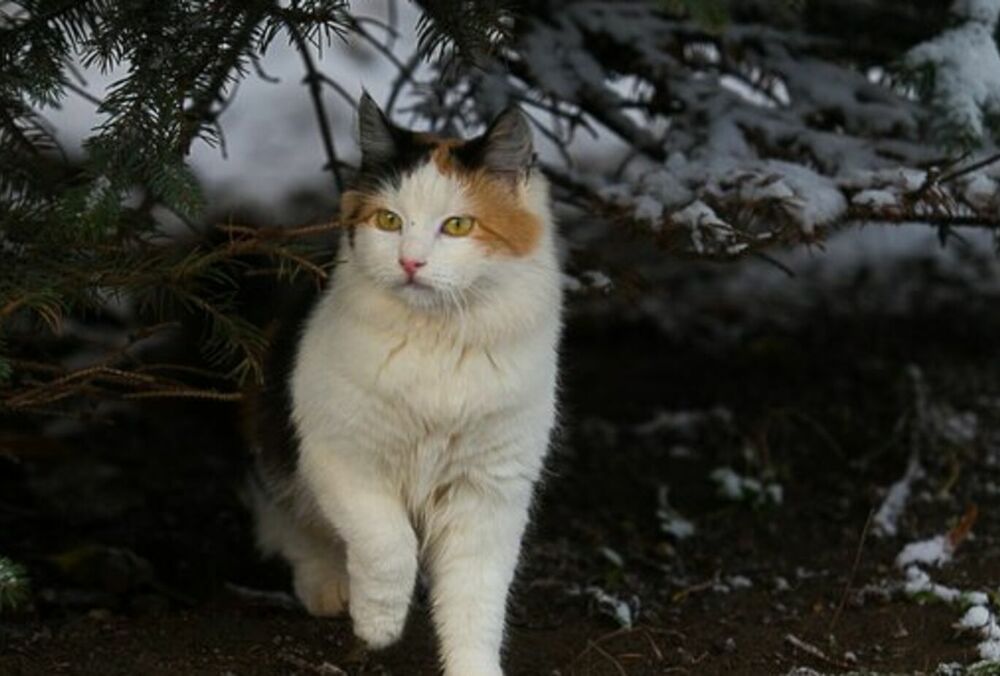 Прогноз погоды: после крепких морозов в Украину пришла оттепель