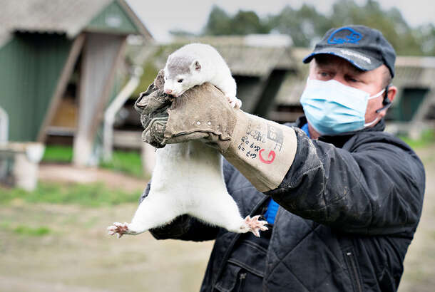 Великобританія заборонила в'їзд з Данії через норок