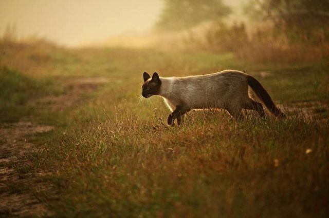 Теплі вихідні: прогноз погоди в Україні.