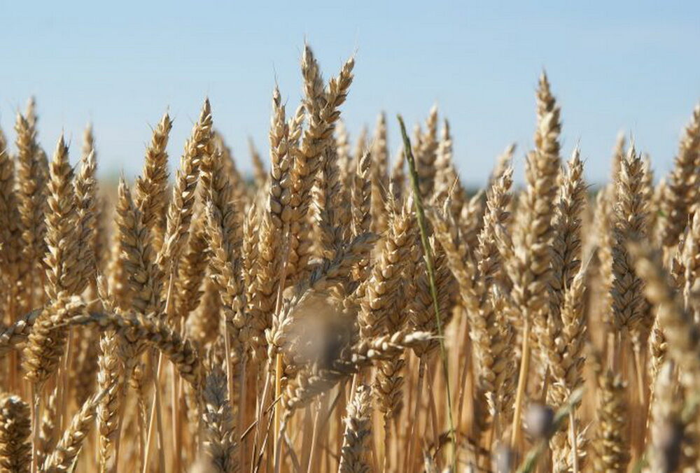 Украина требует возобновить аграрный импорт и транзит своей продукции Украина требует возобновить аграрный импорт и транзит своей продукции
