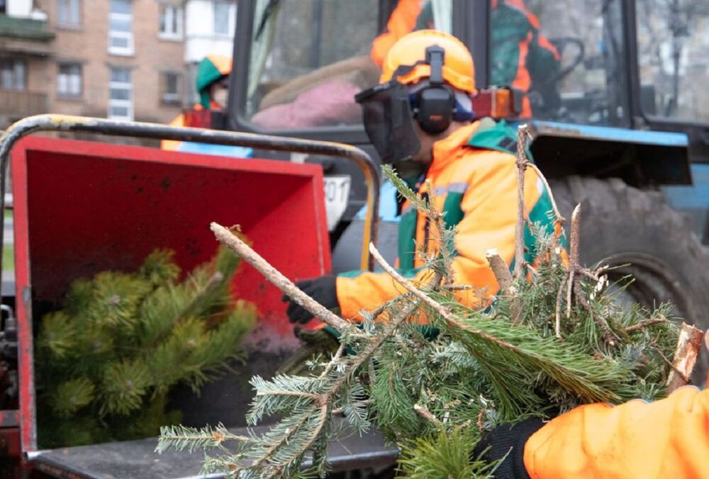 Утилизация новогодних елок: в Киеве будут работать пункты приема 