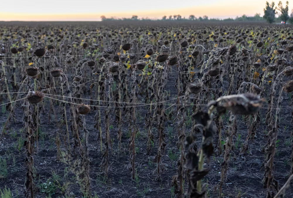 Китайские заводы помогли России нарастить производство боевых дронов, — WP