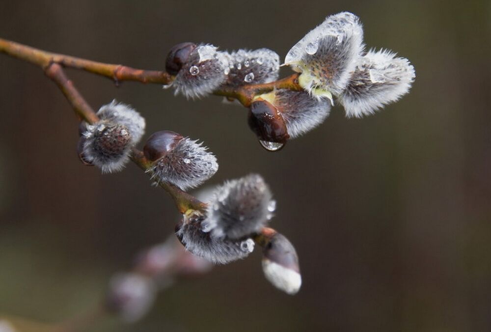 Прогноз синоптиков: какой будет погода в последний день зимы Прогноз синоптиков: какой будет погода в последний день зимы