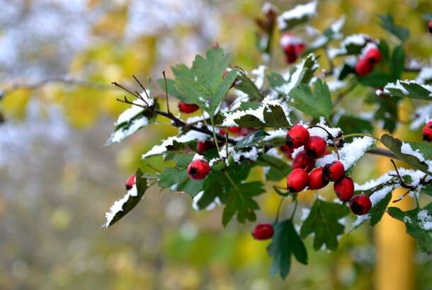Холодний прогноз: де в Україні піде сніг