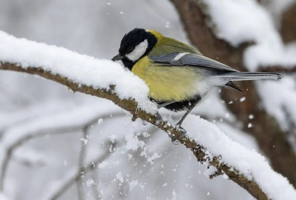 Одесская область во власти непогоды: некоторые дороги перекрыты из-за снегопада 