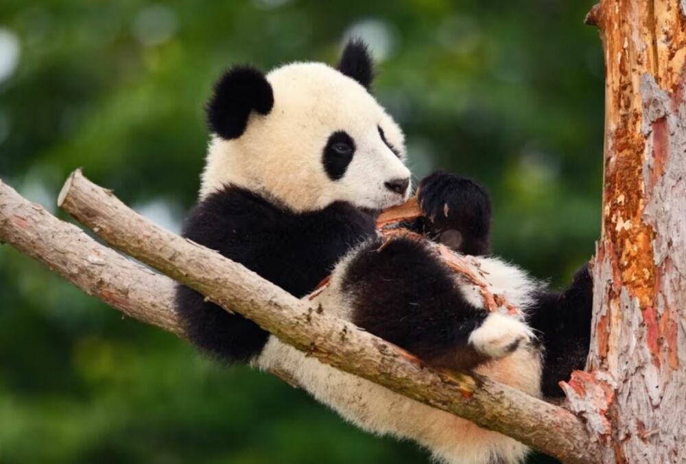 Китай забирає панд із усіх зоопарків США