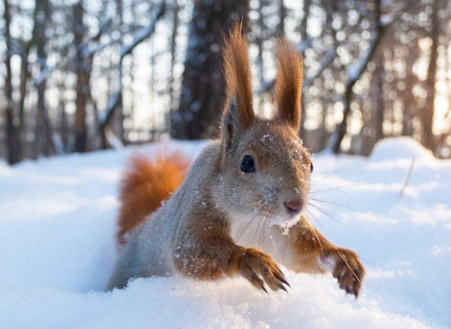 Прогноз погоди: Україна залишається в полоні морозів