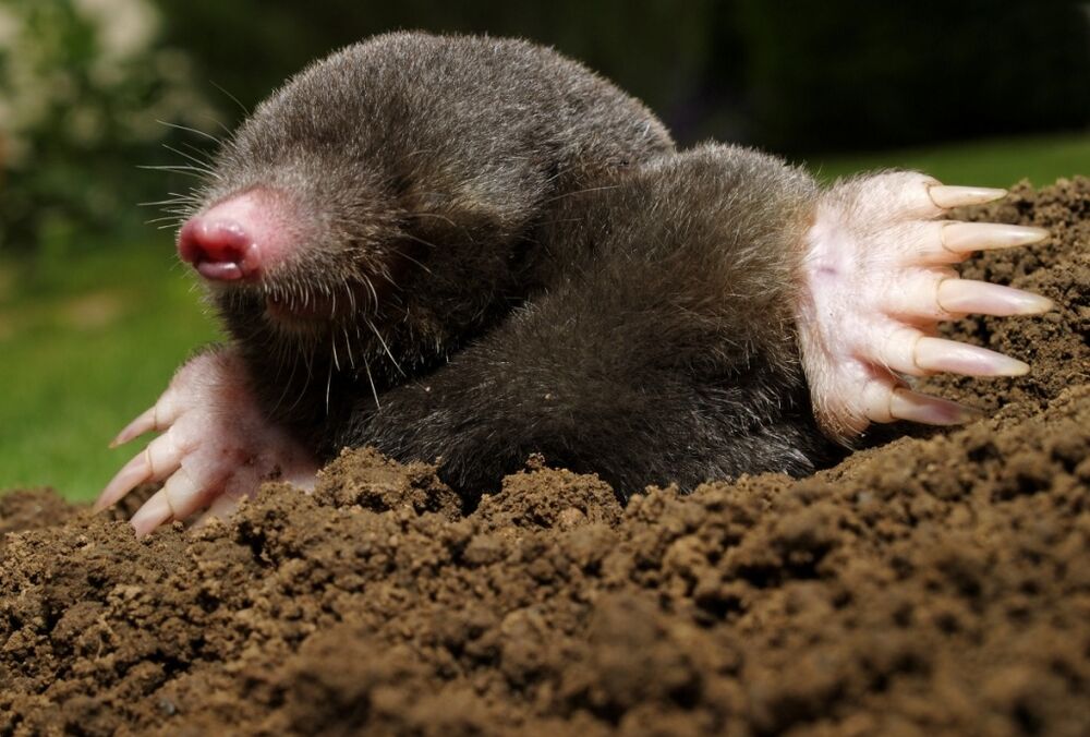 Кріт на садовій ділянці: кращі способи позбутися від шкідника