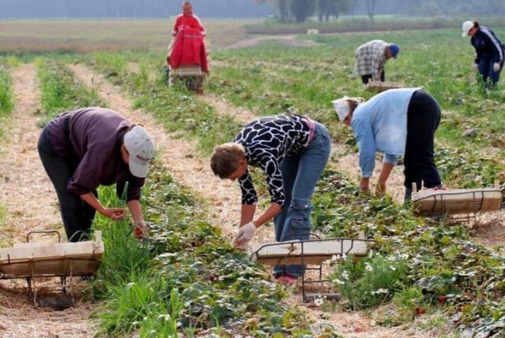 В Польше стало в два раза меньше украинских заробитчан: названа причина