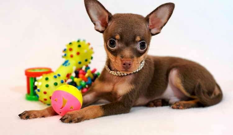 Собаки для ледачих і зайнятих: породи, які не потрібно постійно вигулювати