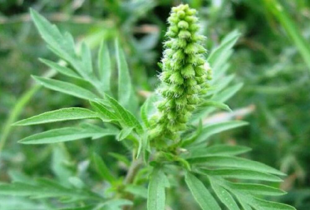 У Києві запровадили карантин через небезпечну рослину