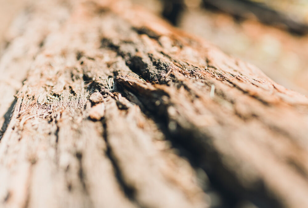 Правоохранители сообщили о подозрении сотрудникам лесничества во Львовской области из-за вырубки дуба