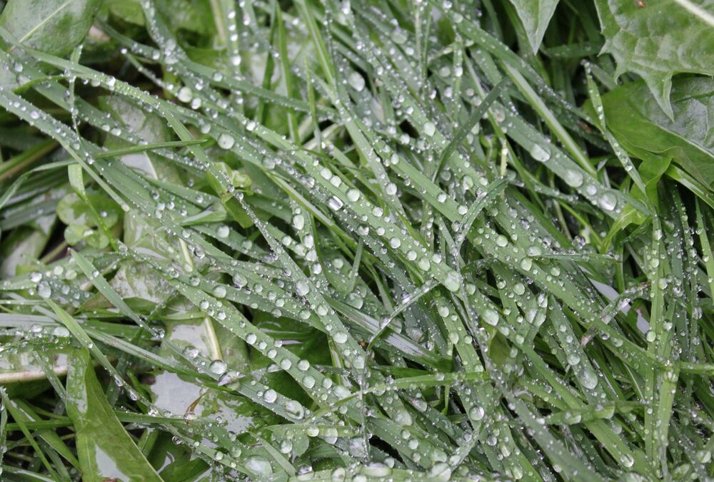 Предупреждение синоптиков: неделя в Украине начнется с дождей