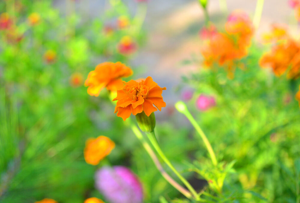 Прогноз синоптиків: в Україні стає тепліше